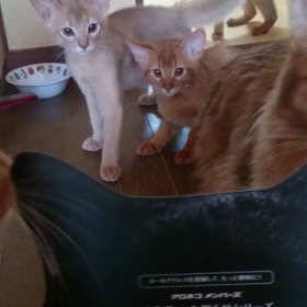 お兄ちゃんだから！の画像