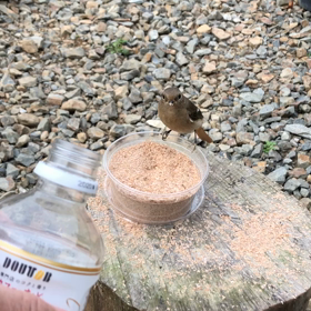 ジョウビタキ⑬ジョビといっぷくの画像