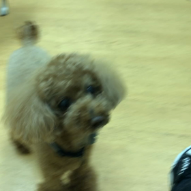 反抗期？ボケ？の画像