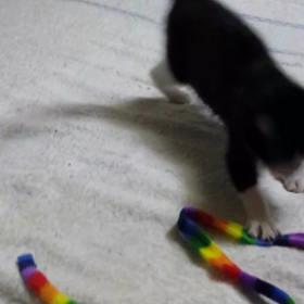 ラッキー動画の画像