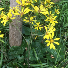 石蕗の花震えるの画像