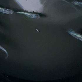 七夕ですねの画像