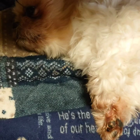 ぷったろーのお祈りの画像