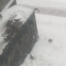 今朝のスズメ達の画像