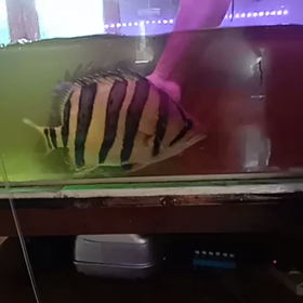 大豚発掘！！の画像