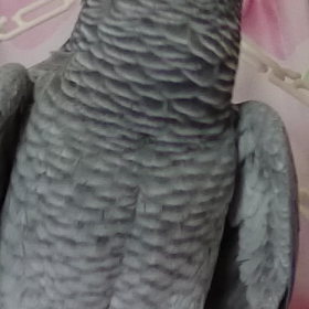 どうしても"変"(￣▽￣;)の画像