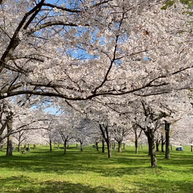 舎人公園の画像