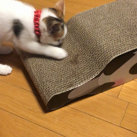 またたびパワーの画像