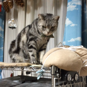 甘えっ子にゃん。の画像