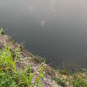 鯉、みっけ、夕方の散歩も、おもしろい！の画像