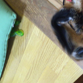 猫じゃらしバージョンアップ2の画像