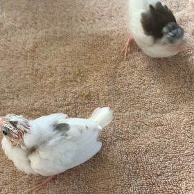 十姉妹 巣上げ後10日の画像