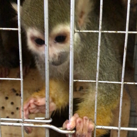 リスザルの画像