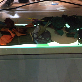 NEWディスプレイ！の画像