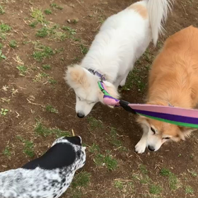 4月5日7わんこと1時間30分遠足　　新宿の画像