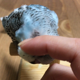 カキカキの画像