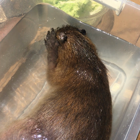 入浴ごろんっの画像