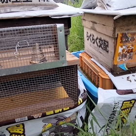 いちご作りの先生の画像