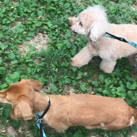 ♪お散歩動画♪代々木公園♪②の画像