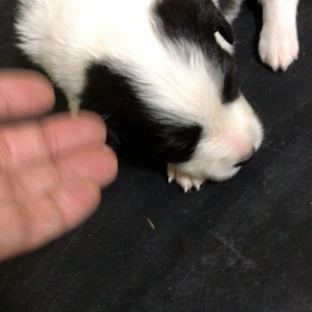 沖縄の方用の画像