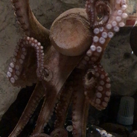 海きららの画像