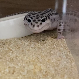 我が家のペットの画像