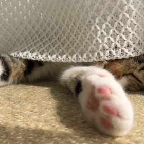 保護猫を病院へ〜でも先住猫は嫌みたいで…の画像