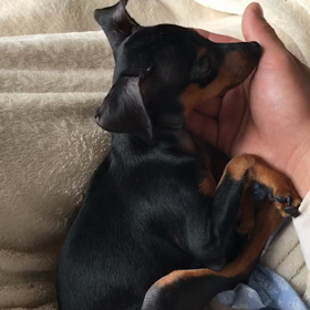 一緒にねんね(_ _).｡oの画像