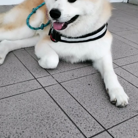 秋飛ばして冬❓涼しいというより寒い朝。未来丸の季節だ。いくら走っても暑がらない。ゴロ寝は何度もの画像