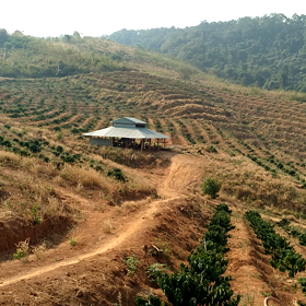 Tưới nước vườn cà phêの画像