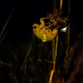 夏の育児の画像