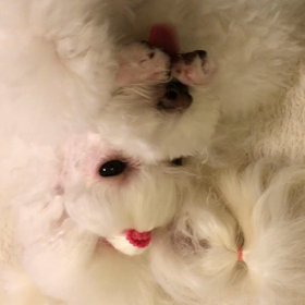 ハムスター！？の画像