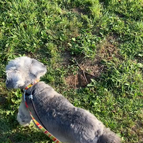 5月30日14わんこと1時間遠足  代々木公園の画像