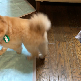 嬉しいと回っちゃいますの画像