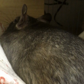 動画撮影の画像