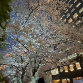 3月25日10わんこと1時間30分散歩　新宿の画像