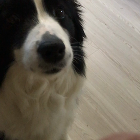 明後日が教科書通りの出産日の画像