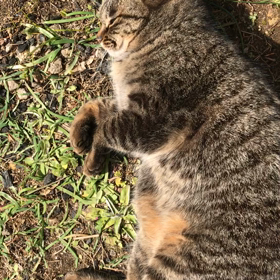 響 焔3月号の画像