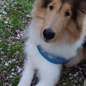 ラフ・コリーお散歩の画像