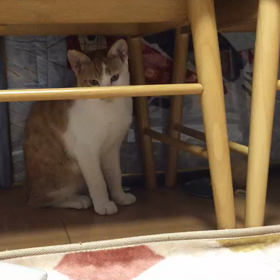 里親募集中のルカク君の画像