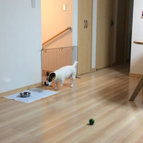 トリックオアトリート お菓子をくれなきゃいたずらしちゃうぞ！の画像