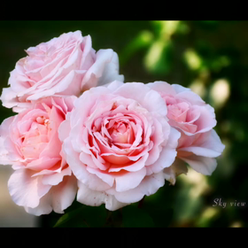 ふぅ〜♪　ふぅ〜♪　ふぅ〜♪  ♡  62本／100本の画像