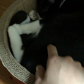 どろぼーです！の画像