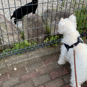 黒猫VS白犬くんの画像
