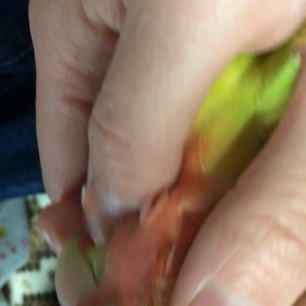 もみほぐしますの画像