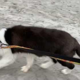 6月29日13わんこと1時間遠足  お台場の画像