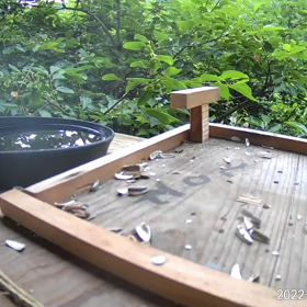 すぎぴたんの事件簿シーズン2　316話（ご飯が無い時のヤマガラ、シジュウカラ）の画像