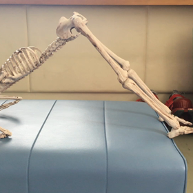 骨格模型の画像