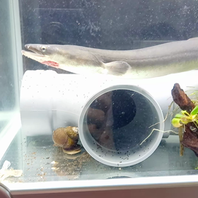 今日はコーラスの日の画像