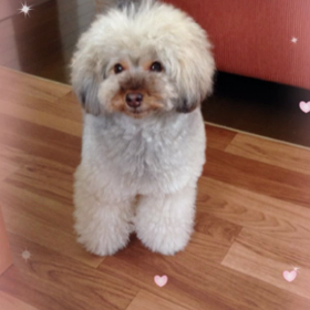 ちゃこがおしゃべりできたのの画像